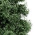 Alaska Cedar – Spring to Winter - Thumbnail 3