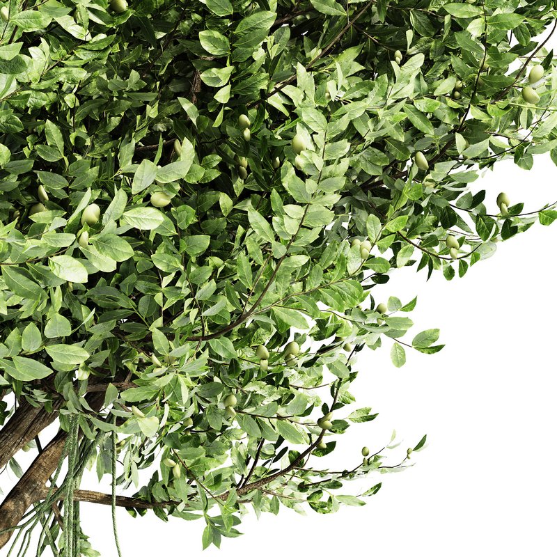 Agar wood tree - Image 3