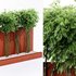 Backyard Landscaping – Bamboo Wall - Thumbnail 3