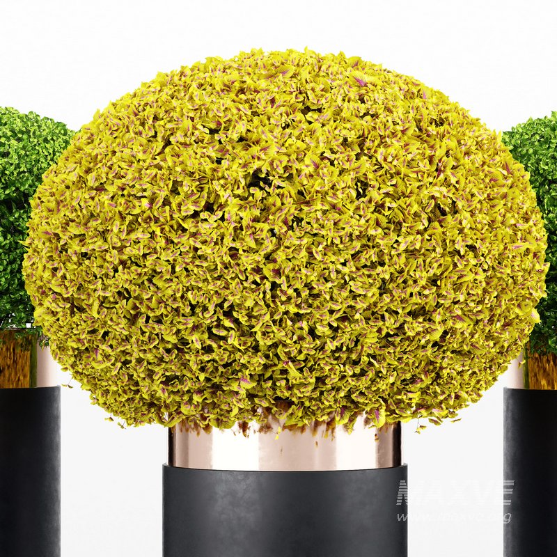 Coleus Painted Nettle seeds – Plectranthus scutellarioides - Image 2