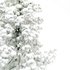 Alaska Cedar – Snow Winter - Thumbnail 3