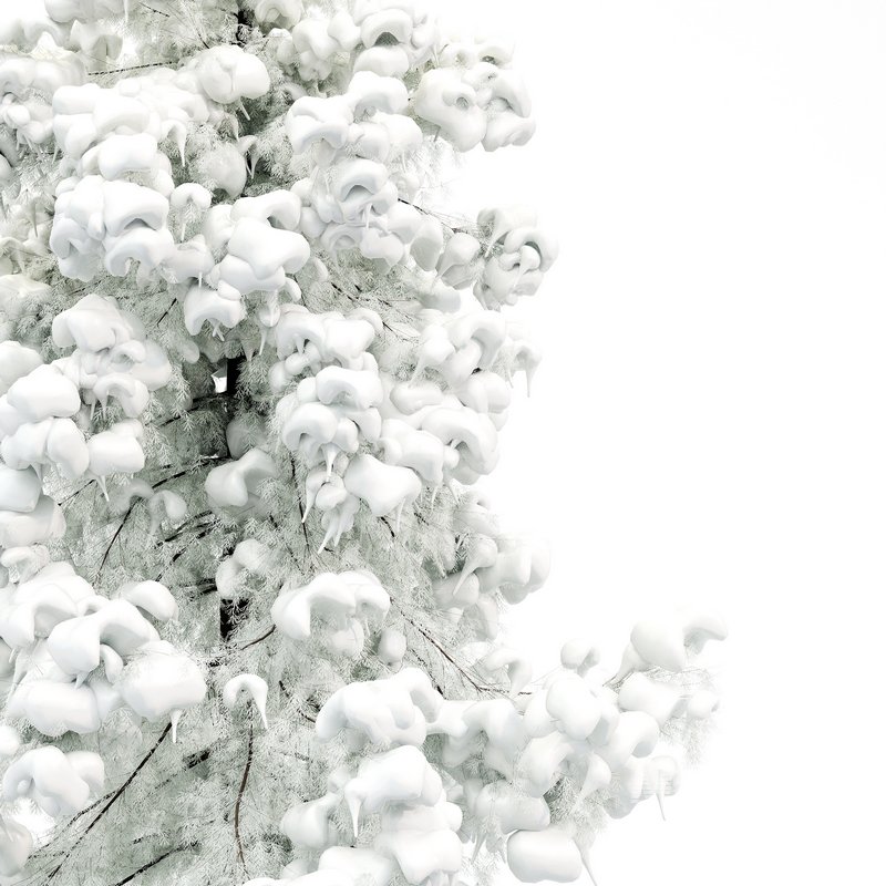 Alaska Cedar – Snow Winter - Image 3