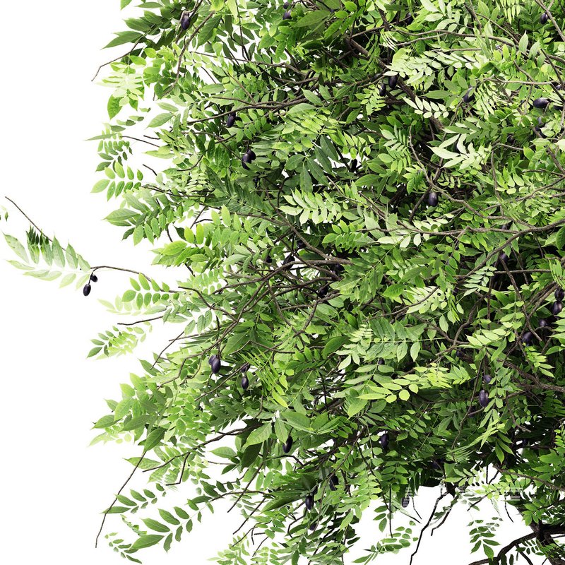 African Olive tree - Image 4