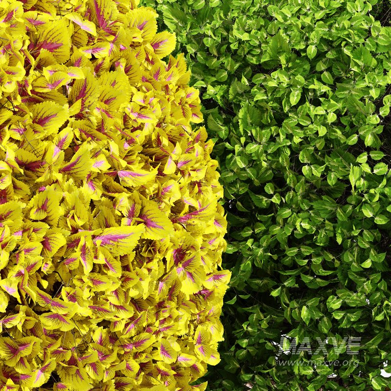 Coleus Painted Nettle seeds – Plectranthus scutellarioides - Image 4