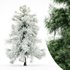 Alaska Cedar – Spring to Winter - Thumbnail 4