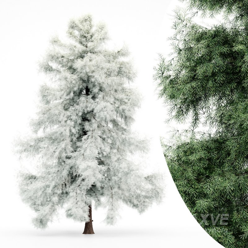 Alaska Cedar – Spring to Winter - Image 4