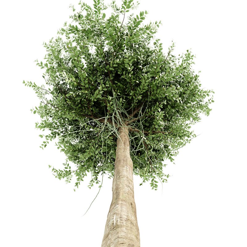 Agar wood tree - Image 4