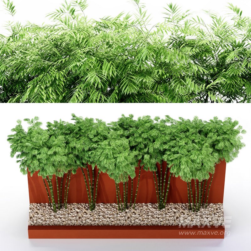 Backyard Landscaping – Bamboo Wall - Image 4