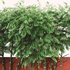 Backyard Landscaping – Bamboo Wall - Thumbnail 5