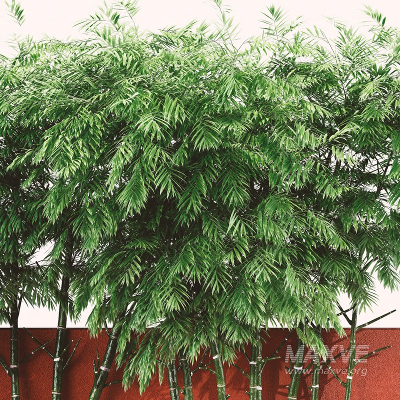 Backyard Landscaping – Bamboo Wall - Image 5