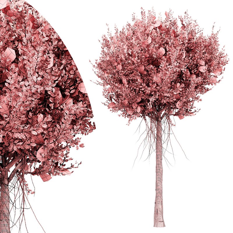 Agar wood tree - Image 5