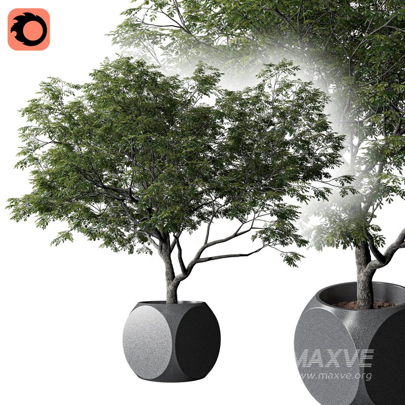 Plants Albizia - Image 1