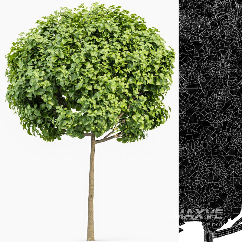 Japanese Cherry Leaf and Joy Perfume Orange Michelia and Catalpa Bignonioides- 4 trees - Image 3