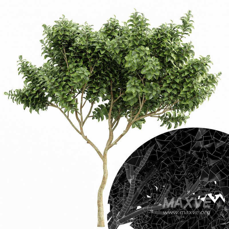 Japanese Cherry Leaf and Joy Perfume Orange Michelia and Catalpa Bignonioides- 4 trees - Image 2