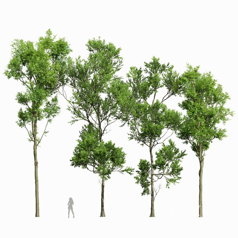 Fagus Grandifolia and Celtis Australis - Image 1