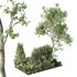 HQ Tree and bush garden box outdoor VOL 17 - Thumbnail 1