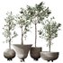 HQ Plants Mission Olive Tree Indoor Vase Set001 - Thumbnail 1