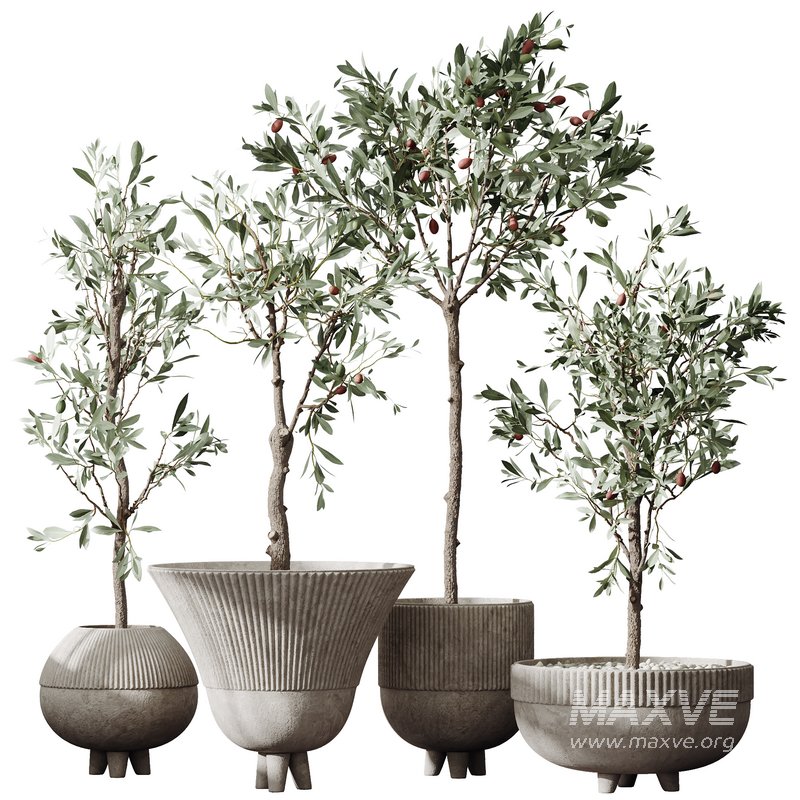 HQ Plants Mission Olive Tree Indoor Vase Set001 - Image 1