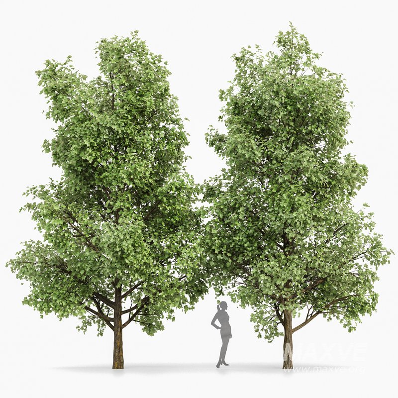 Tulip Poplar Tree - Image 1