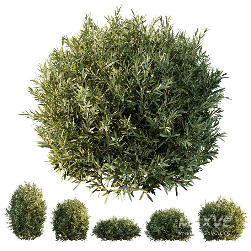 HQ Plants Montra Olive Bush Version2 - Image 1