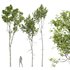 Betula Pendula and Castanea Sativa - Thumbnail 1