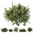HQ Plants Montra Olive Bush Version1 - Thumbnail 1