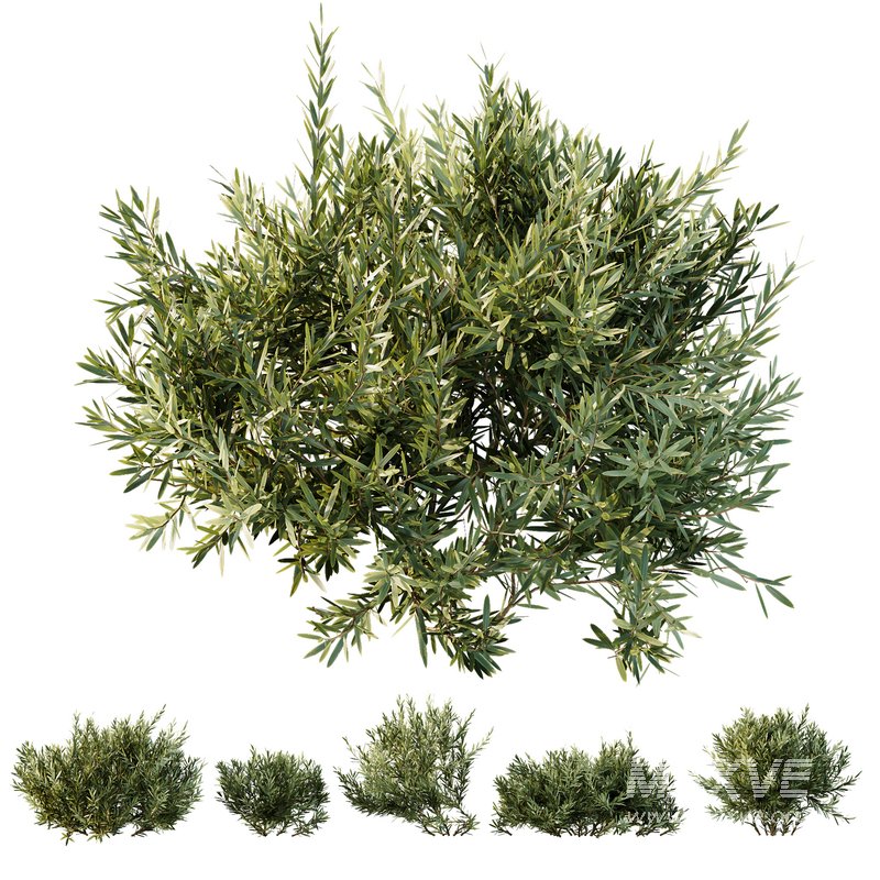 HQ Plants Montra Olive Bush Version1 - Image 1