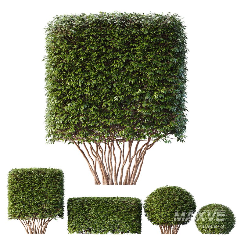 HQ Dwarf Yaupon Holly Spherical Cone Spherical Box hedge - Image 1