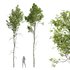 Betula Pendula and Castanea Sativa - Thumbnail 1