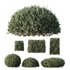 HQ Plants Montra Olive Bush - Thumbnail 1