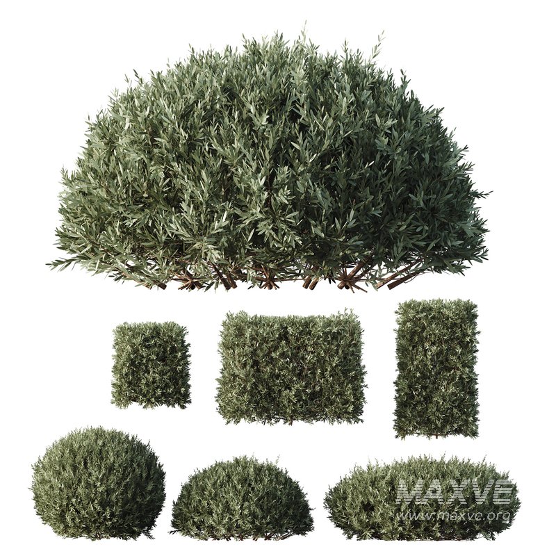 HQ Plants Montra Olive Bush - Image 1