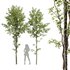 Alnus Glutinosa 2 - Thumbnail 1