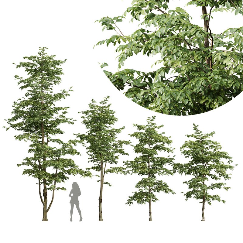 Carpinus Betulus - Image 1