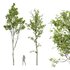 Castanea Sativa and Alnus Glutinosa - Thumbnail 1