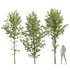 Alnus Glutinosa-3 trees - Thumbnail 1