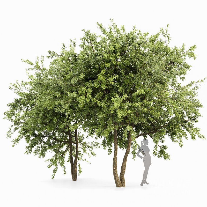 Water Gum Tree - Image 1