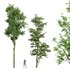 Carpinus Betulus and Celtis Australis - Thumbnail 1