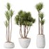 HQ Plants Yucca Elephantipes Gigantea Vase Set03 - Thumbnail 1