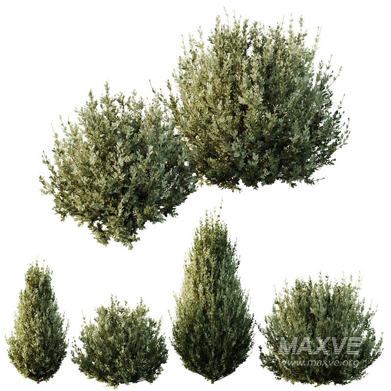 HQ Plants Montra Olive Bush Version8 - Image 1
