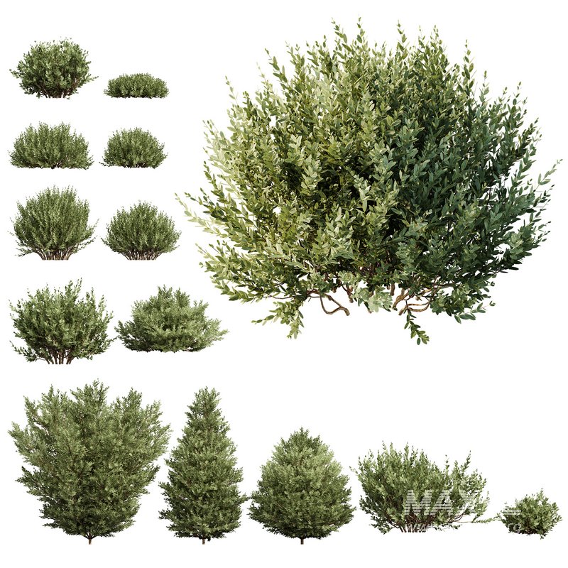 Montra Olive 13 different Bush - Image 1