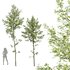 Alnus glutinosa - Thumbnail 1