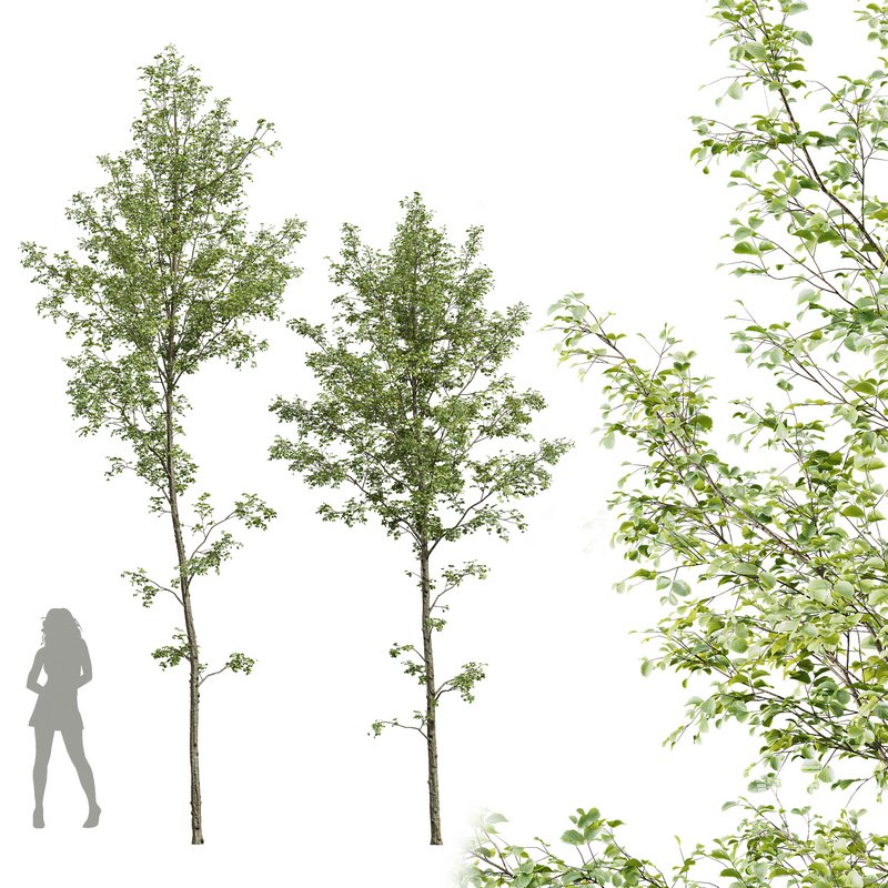 Alnus glutinosa - Image 1