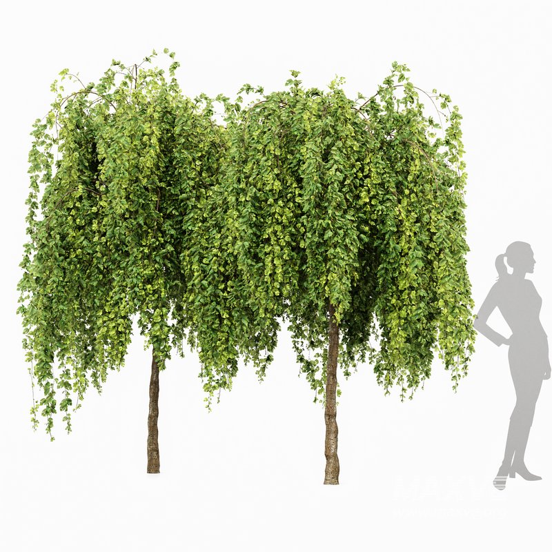 Weeping Mulberry Bagged Ornamental Chaparral - Image 1