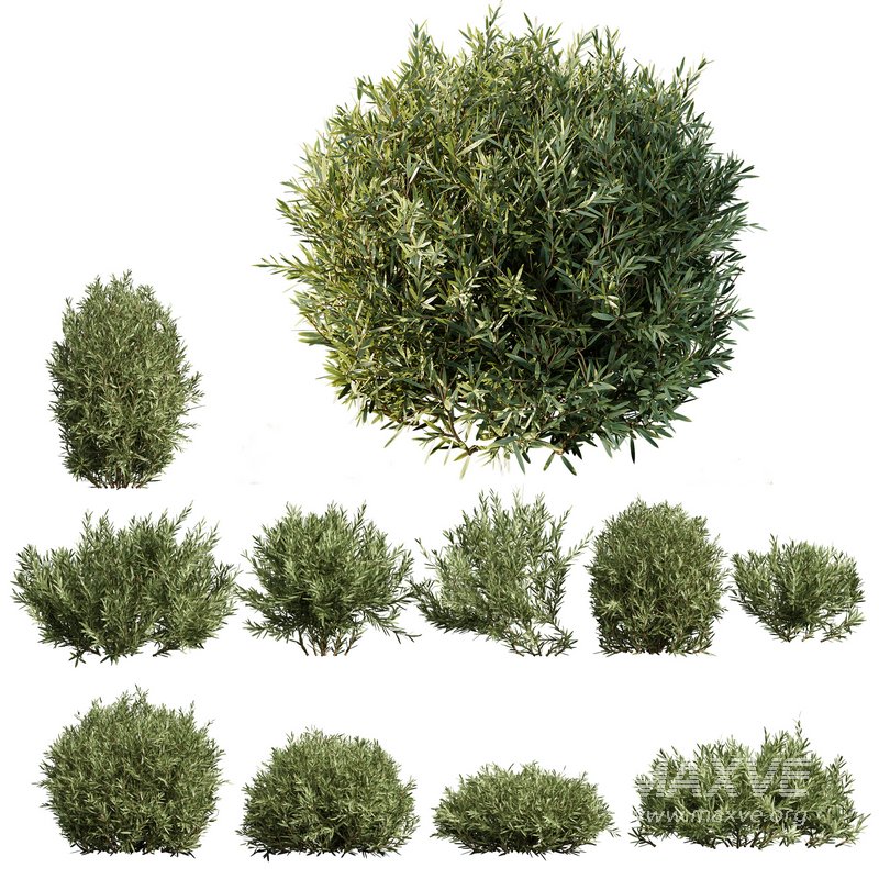 Montra Olive Bush - Image 1