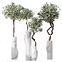 HQ Plants Mission Olive Tree Indoor Vase Set003 - Thumbnail 1