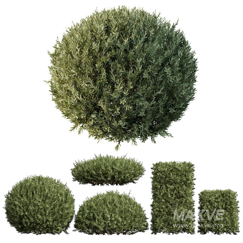 Montra Olive Bush02 - Image 1