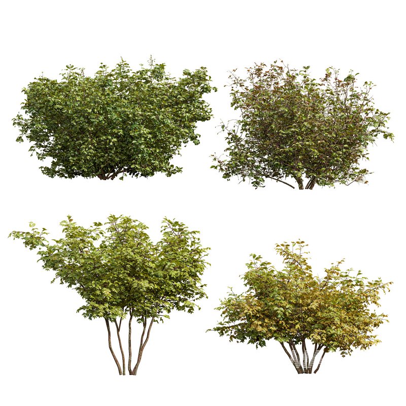 Cornus sanguinea - Image 1