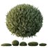 HQ Plants Montra Olive Bush Version3 - Thumbnail 1