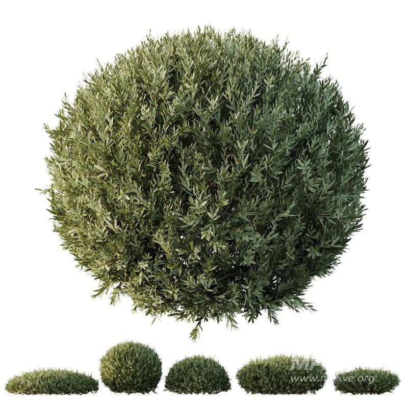HQ Plants Montra Olive Bush Version3 - Image 1