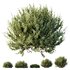 HQ Plants Montra Olive Bush Version10 - Thumbnail 1